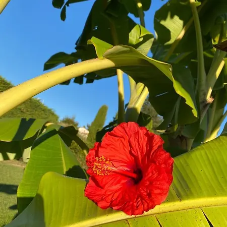 Hibiscus 4* Antibes